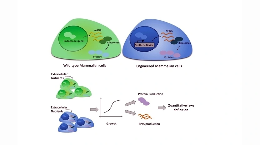 Mammalian synthetic biology 