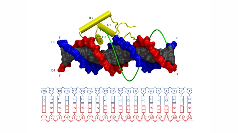 LacI diffusion